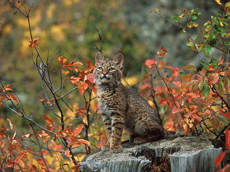 Bobcat Kitten